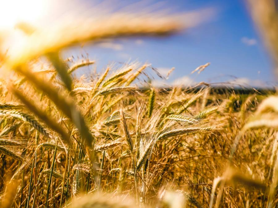 Agricultores en formación — Masterclass for NC Farmers